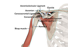 Anatomy of the shoulder